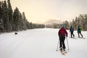 people skiing with dog