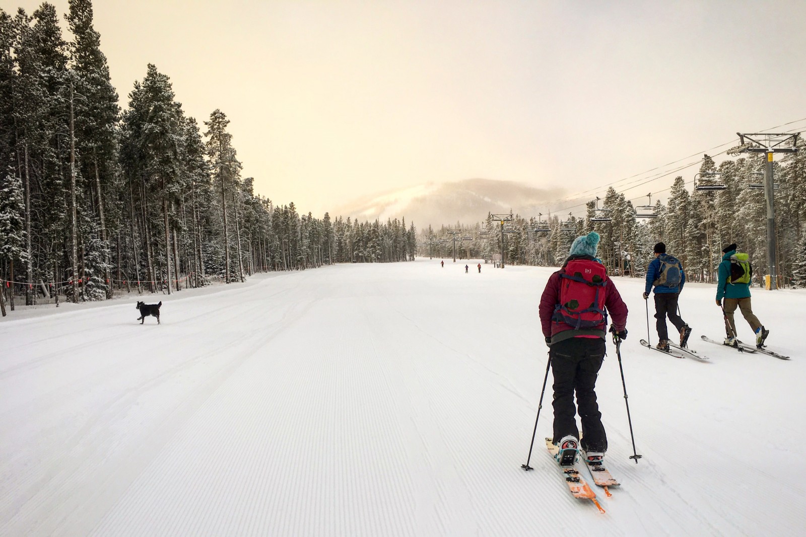 people skiing with dog